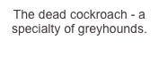 The dead cockroach - a specialty of greyhounds.