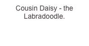 Cousin Daisy - the Labradoodle.