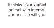 It thinks it's a stuffed animal with internal warmer - so will you.